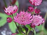 Astrantia Pink